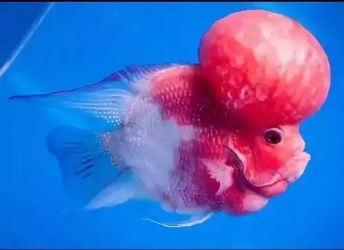 元宝罗汉鱼体型圆滚娇小可爱怎么能够不喜爱