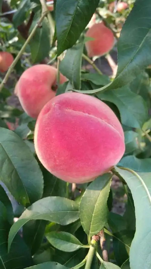 9月中旬,9月中旬,9月中旬绿满香桃园,毛桃准备开园啦 ~现在买桃有礼品