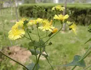 身边常见中草药图片苦丁菜