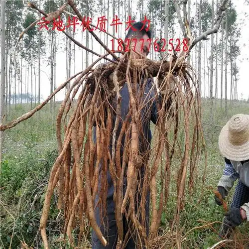 牛大力苗的防治措施