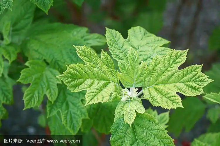 叶子,八仙花属,神奈川县,春天,植物