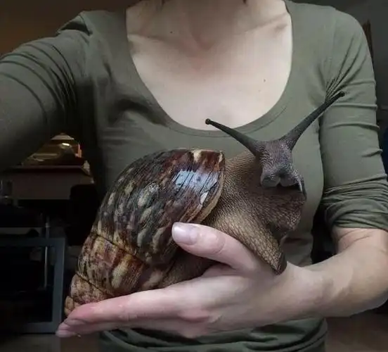 非洲大蜗牛被非洲人吃到濒临灭绝在国外却成为土豪的新宠