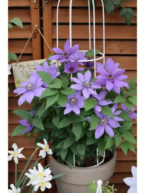 铁线莲巴黎风情