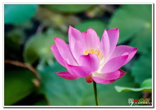 夏天的荷花真漂亮