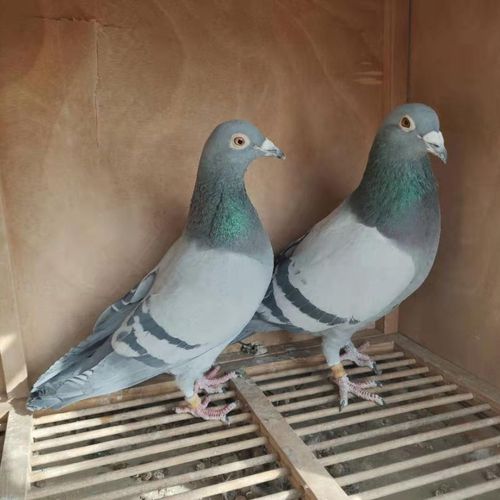 鸽子活一对信鸽成绩鸽种鸽幼鸽速霸龙盖比凡龙血统【3月23日发完】