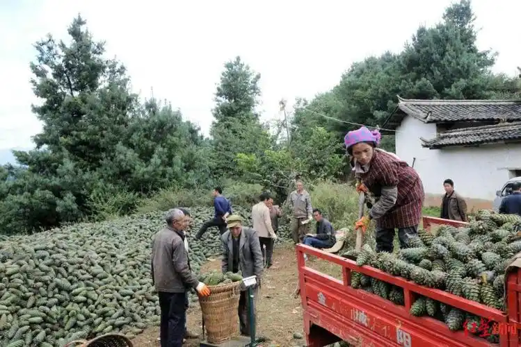 一吨松仁收购价十几万探访全国华山松子第一大县东北收购商忙抢货