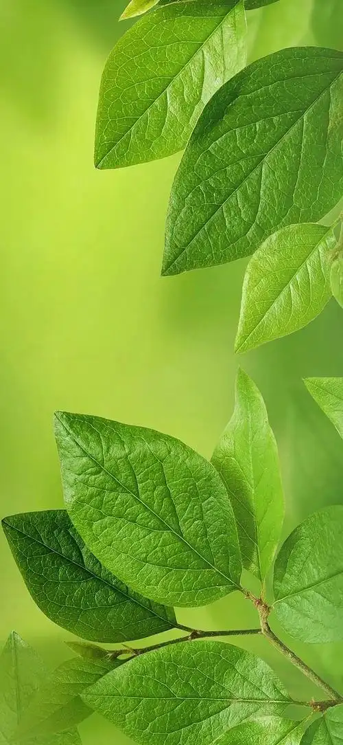 绿色背景图全绿,绿色背景图可爱,绿色背景图纯色,绿色背景图片 护眼