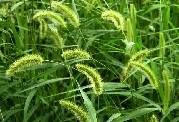 狗尾巴草是个宝,用它来煮水喝,或能帮助解决这4个问题_身体_功效_成分