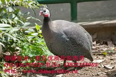 新珍珠鸡行情,珍珠鸡种苗价格上涨