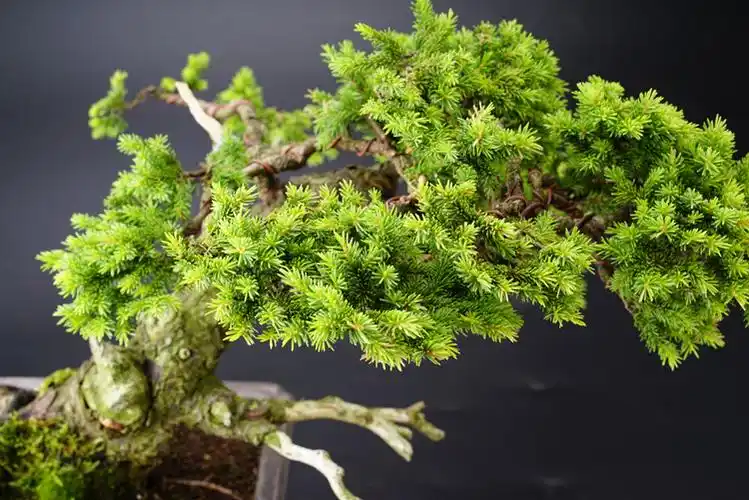 怡景苑 精品 日本中品 虾夷松 松柏 盆景 盆栽 日本进口原土原盆