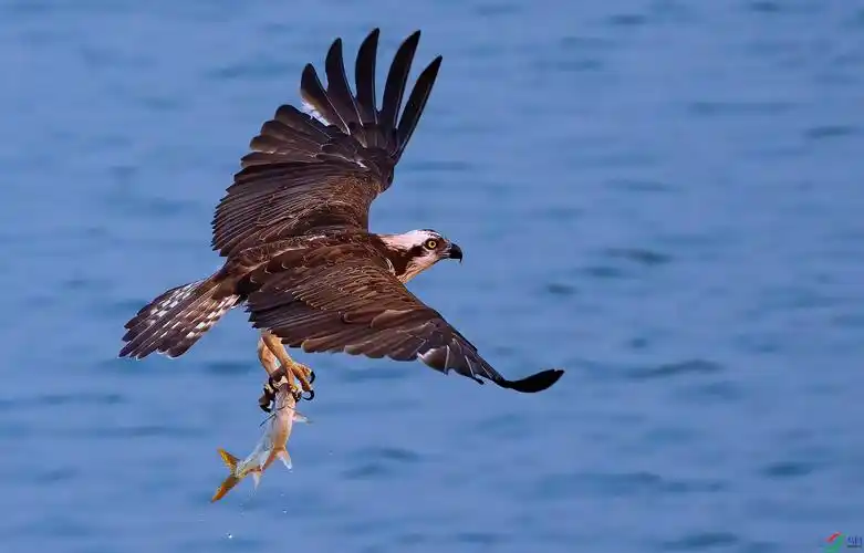 清风&细雨老师作品----鹗鹰捕鱼 荣获2021年1月11日 每日佳作!jpg