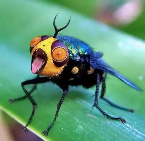 奇形怪虫看一遍就够了