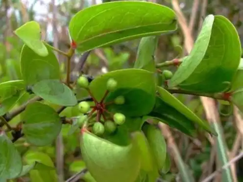 菝葜叶的功效与作用