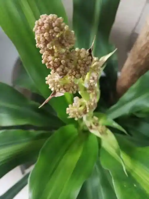 即将绽放的巴西木开花!2019.1.12