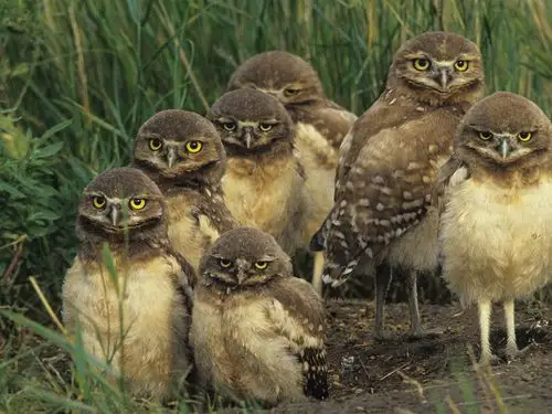 动物壁纸合集(22)3 - 1024x768 壁纸下载 - 动物壁纸合集(22) - 动物