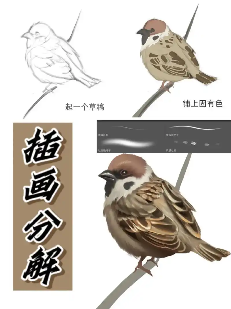 插画分解‖麻雀.绘画工具:ps 手绘板 笔刷:动物毛发笔刷  - 抖音