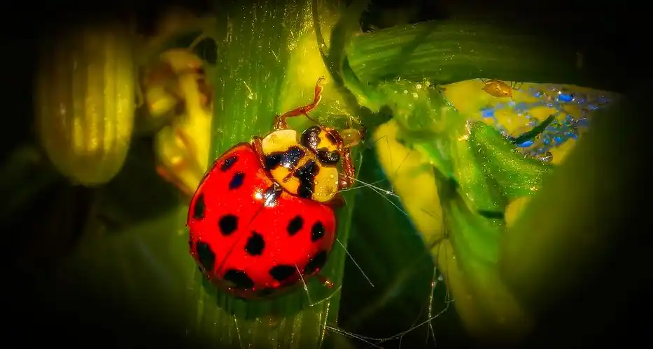 可爱的瓢虫图片昆虫瓢虫可爱