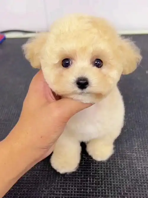 香槟色泰迪1k出一只06