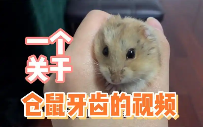 仓鼠健康的牙齿是什么样的?需要剪牙吗?_哔哩哔哩_bilibili