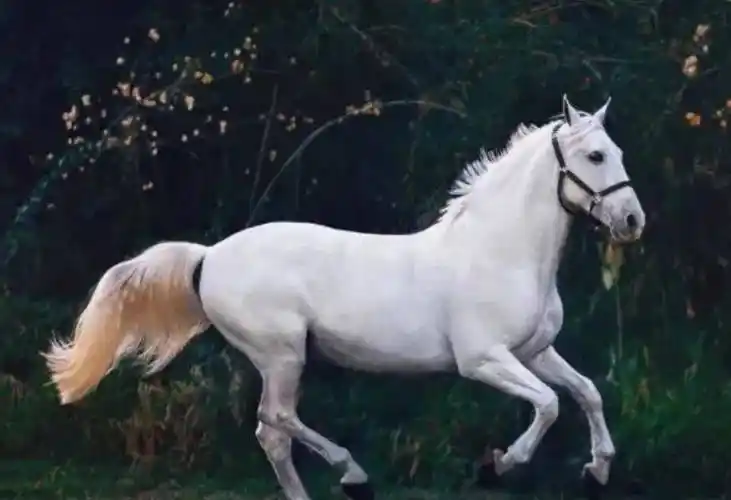 原创先秦时期的卢还是良马为何南北朝时期却黑化成凶马