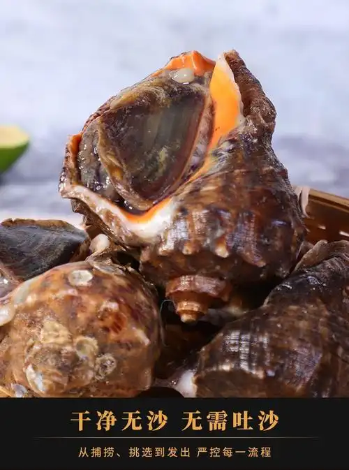 鲜活海螺野生海螺青岛大海螺小海螺大响螺大香螺海洋水产鲜活螺类每斤