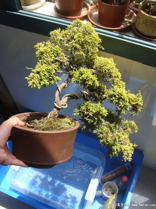 几盆黄金柏盆景