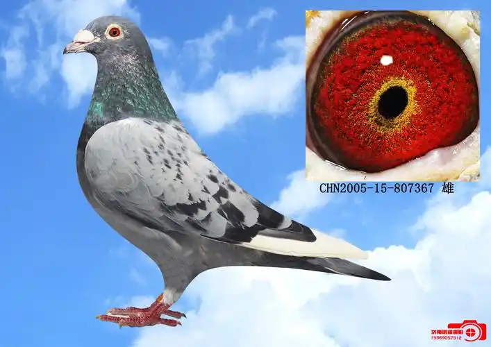 纯种杨阿腾种雄