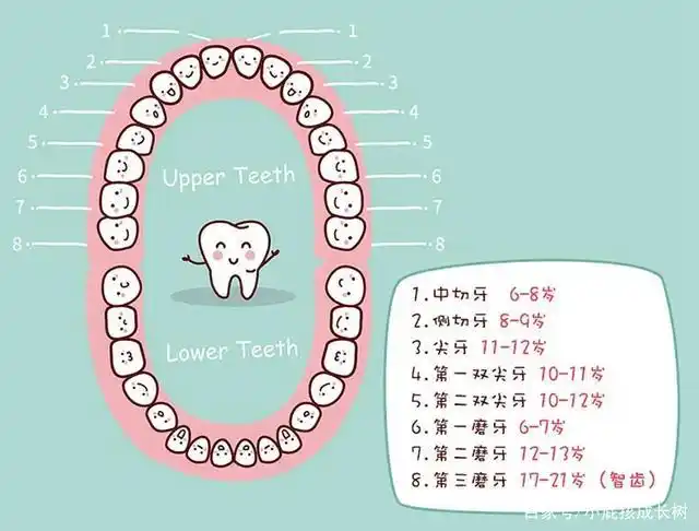 关于宝宝换牙的时间,顺序,护理,注意事项,家长要熟知