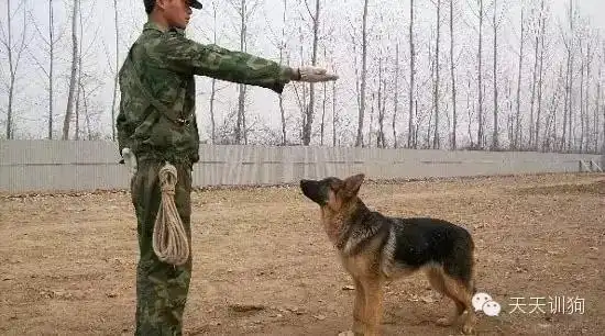 训狗的方法大全(一分钟让狗狗看懂的口令和手势图解)