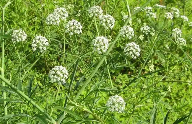 野芹菜是芹菜吗?
