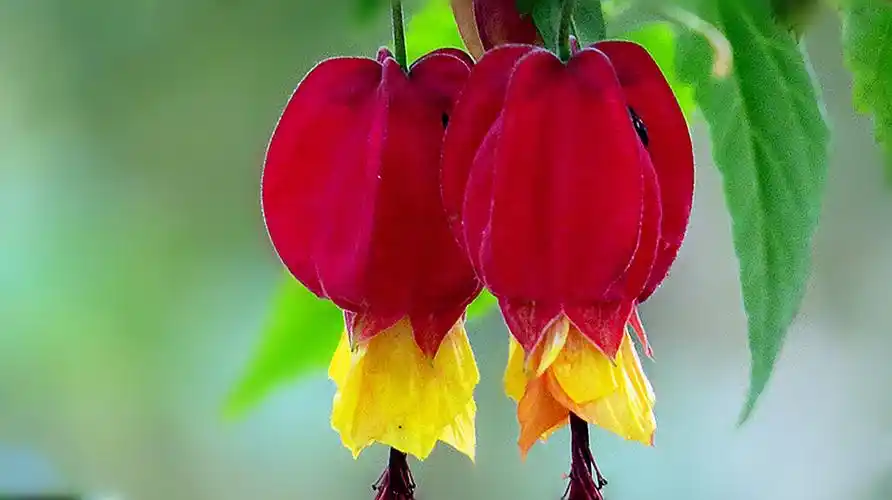 漂亮的灯笼花鉴赏