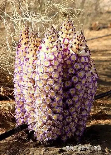 deserticola)和管花肉苁蓉(c. tubulosa),它们