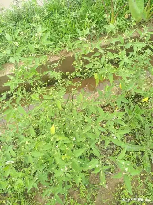 龙葵,农村田间地头挺常见,但不受欢迎的杂草,可入药用植物