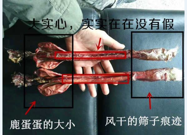 梅花鹿的鹿鞭怎么区分真假0