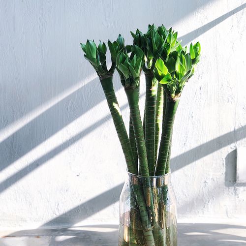 27植研所龙竹罗汉竹观音竹耐养富贵竹水培带根植物室内旺宅绿植