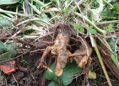 雪莲的根是什么样子的