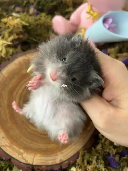 空运包76金丝熊长毛黑波利妹妹mm88