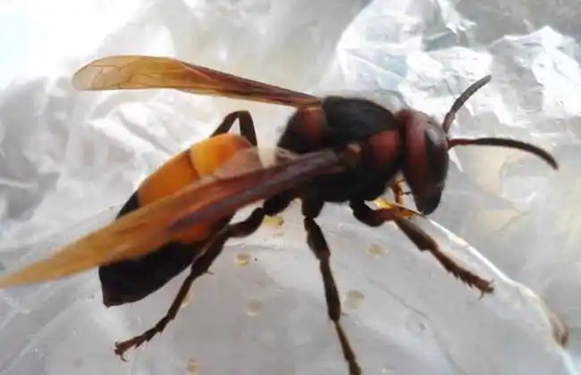 黑盾胡蜂在南方常筑巢于地洞,树洞中,挑土方式与金环等蜂不同,是把土