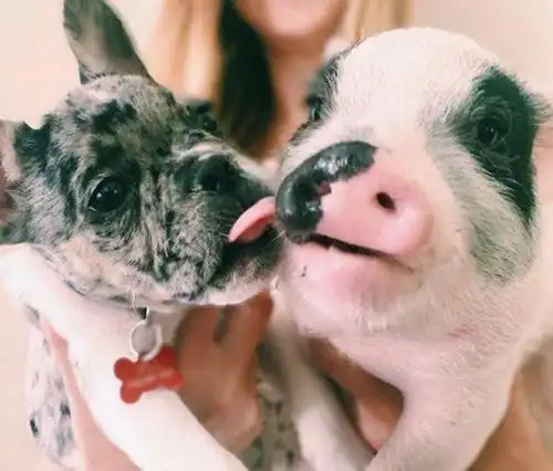 猪竟然能浮在水面上?狗子一脸懵逼:你还是我认识的猪猪吗?