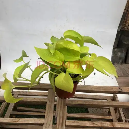 雪花葛盆栽室内植物珍珠玉绿萝品种花叶绿萝锦常绿 黄金葛 不含盆