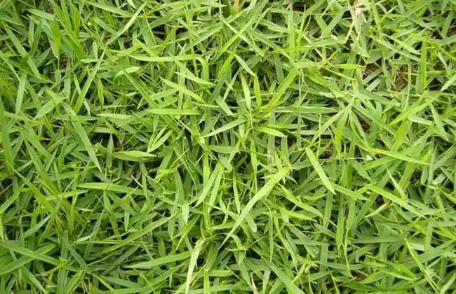 草皮种类图片大全