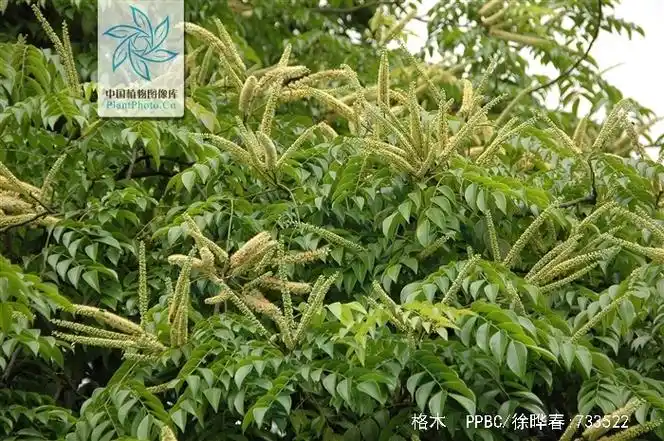 p>格木(拉丁文名: i>erythrophleum fordii /i> oliv.