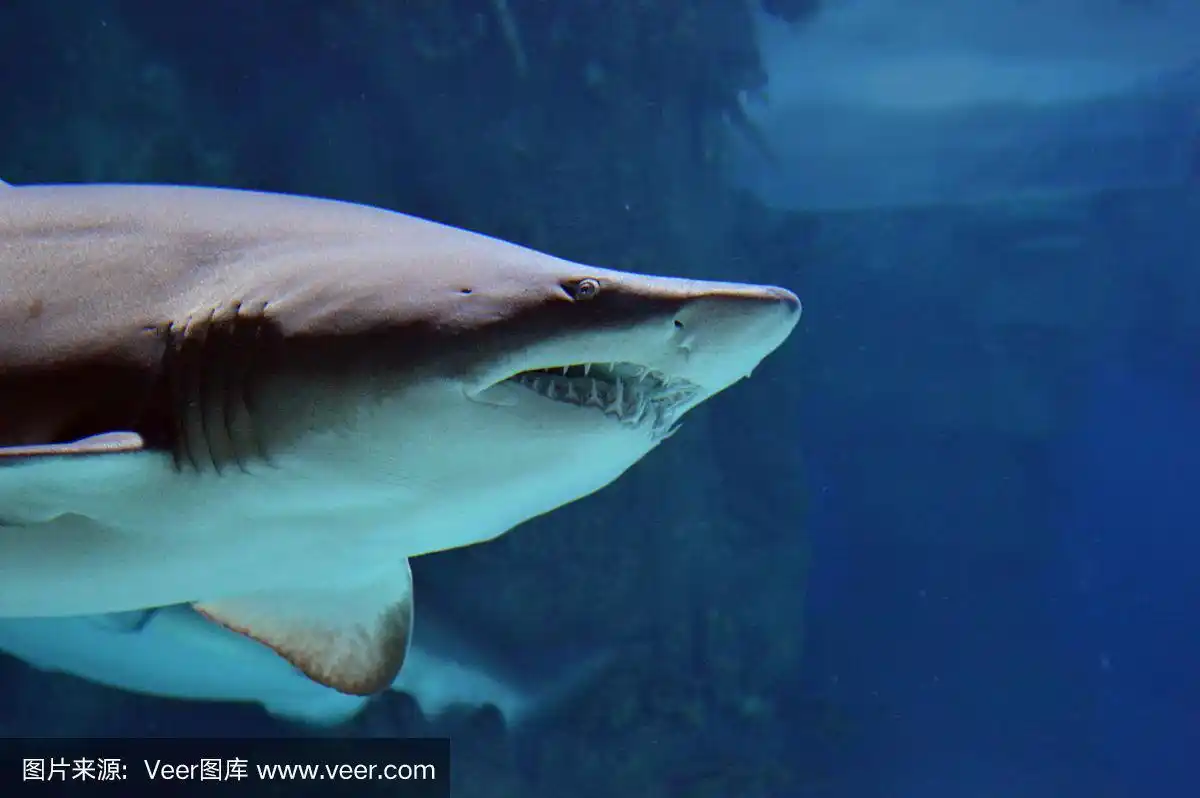张开嘴巴的鲨鱼
