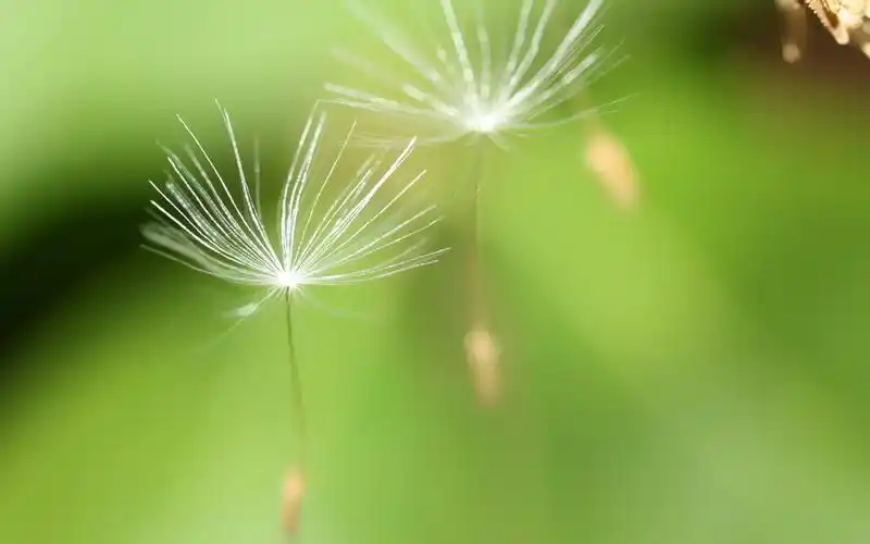 被夏天的风吹散的蒲公英壁纸