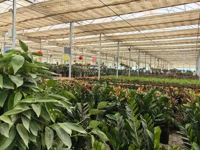 三师四十九团花卉苗木受青睐