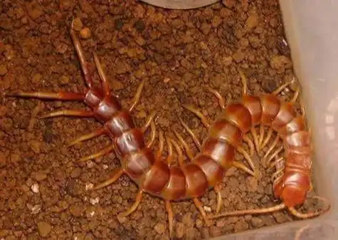 世界十大最毒的虫子图片(最毒的十大昆虫盘点)插图6