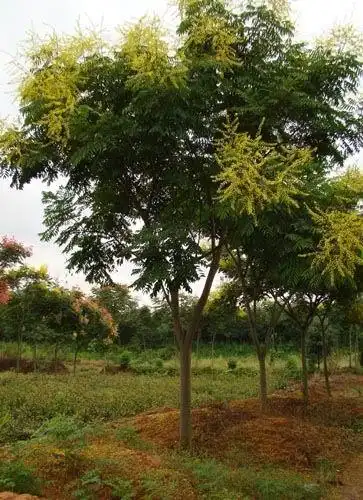 求购山东国槐树-南栾