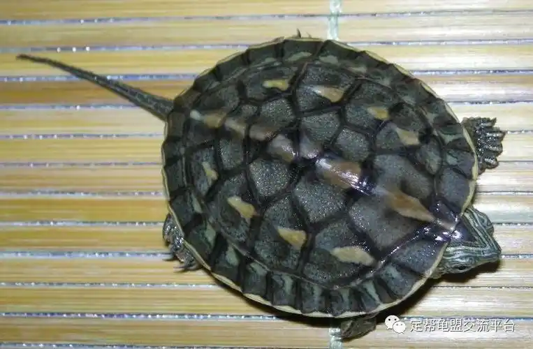 珍珠龟可以干养吗