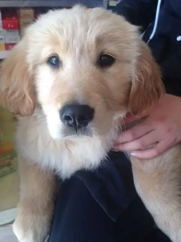 还有想问一下是大头金毛吗?