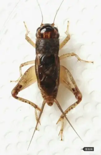 国虫网【虫事漫谈区】话说蟋蟀2018 我的黄大头功虫出土8月底 出斗前